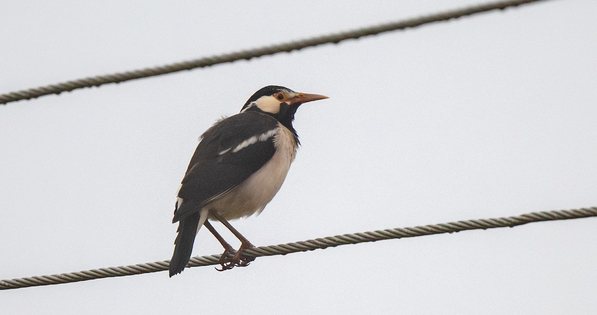 Indian Pied Starling - ML646080870