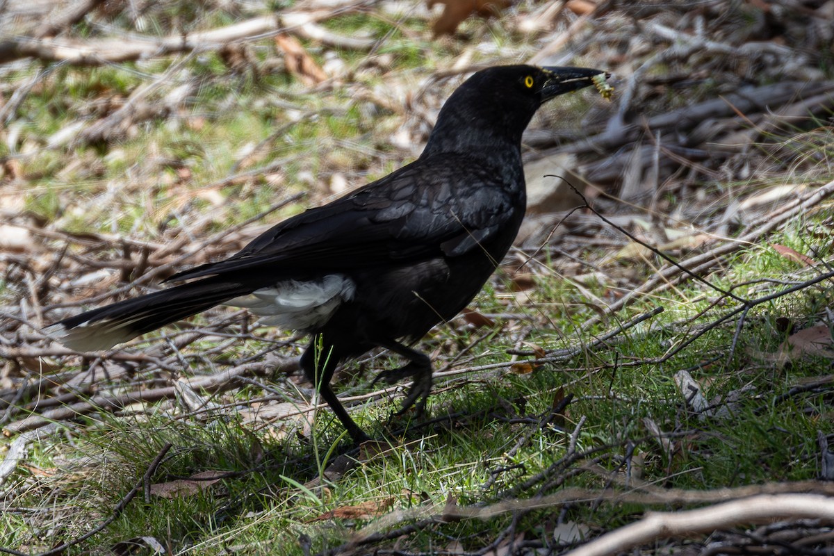 Gray Currawong - ML646080871