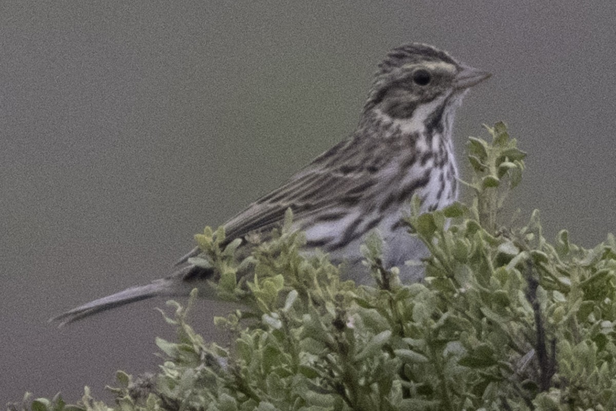 Саванная овсянка [группа sandwichensis] - ML646080874