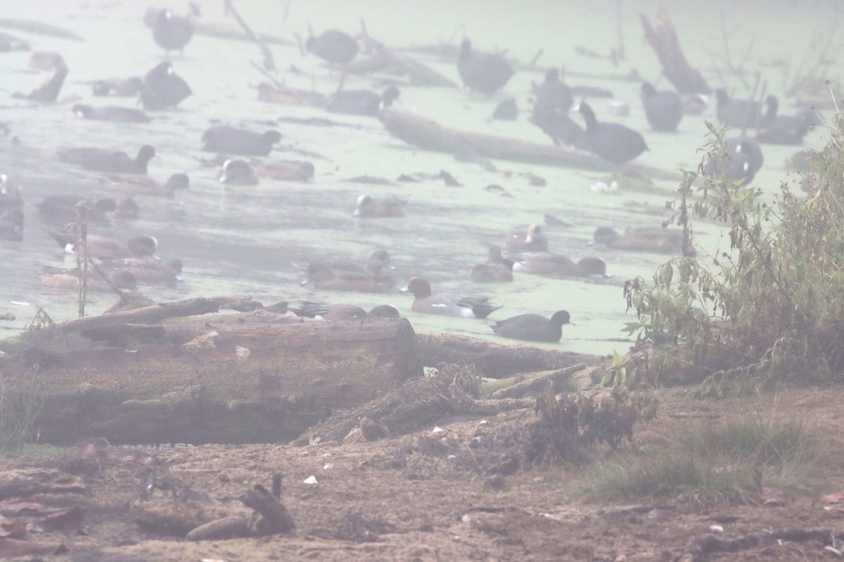 Eurasian Wigeon - ML646080880