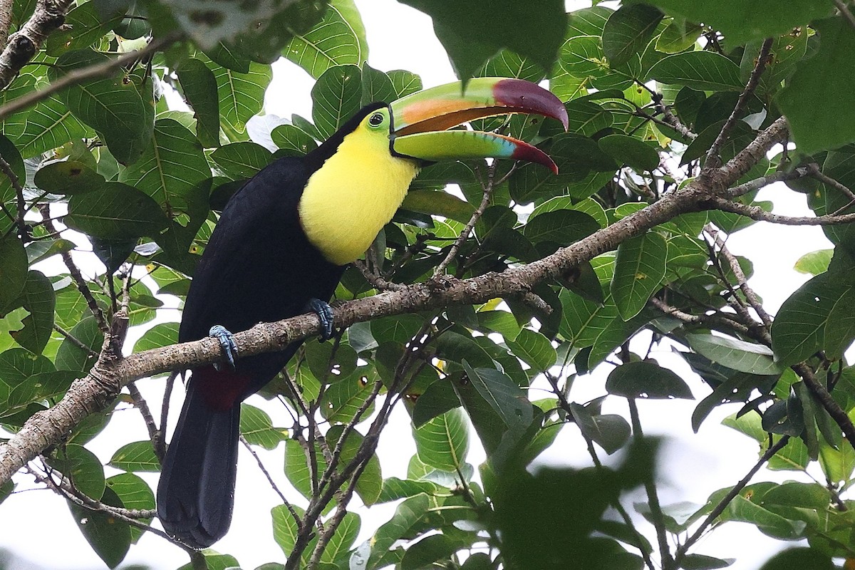 Keel-billed Toucan - ML646080883