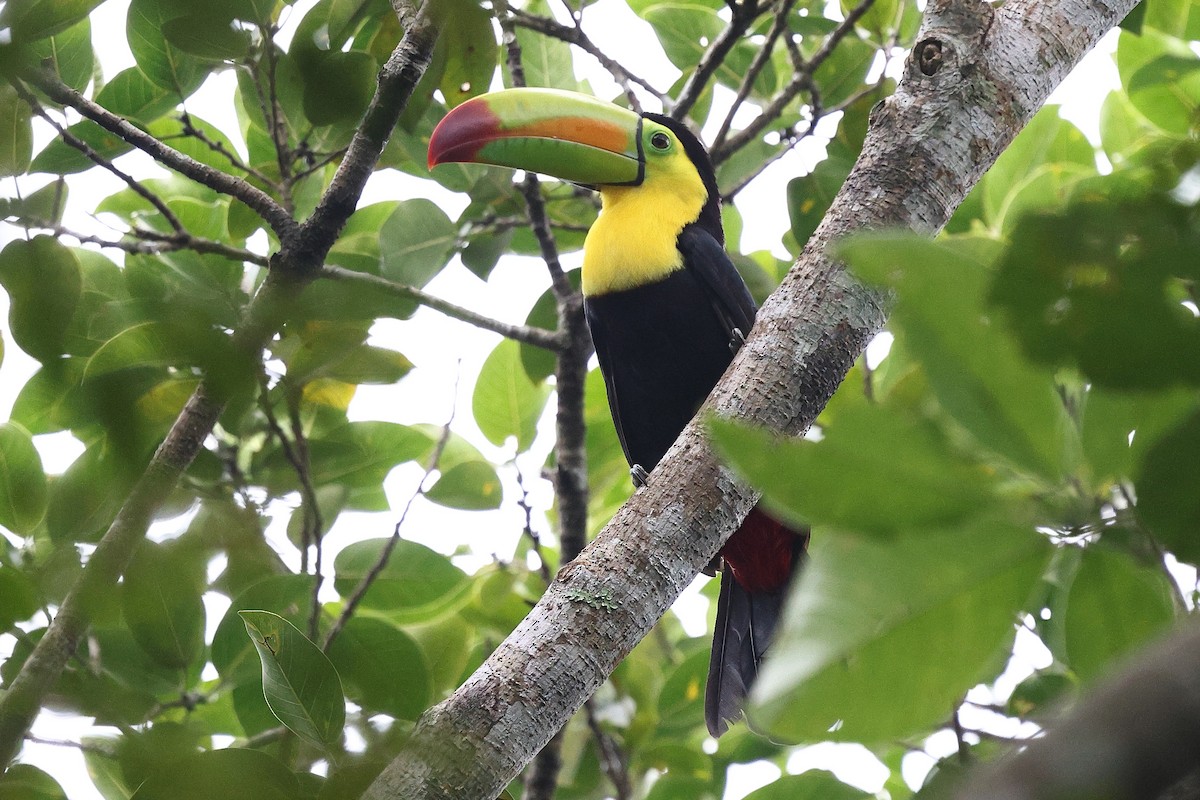 Keel-billed Toucan - ML646080884
