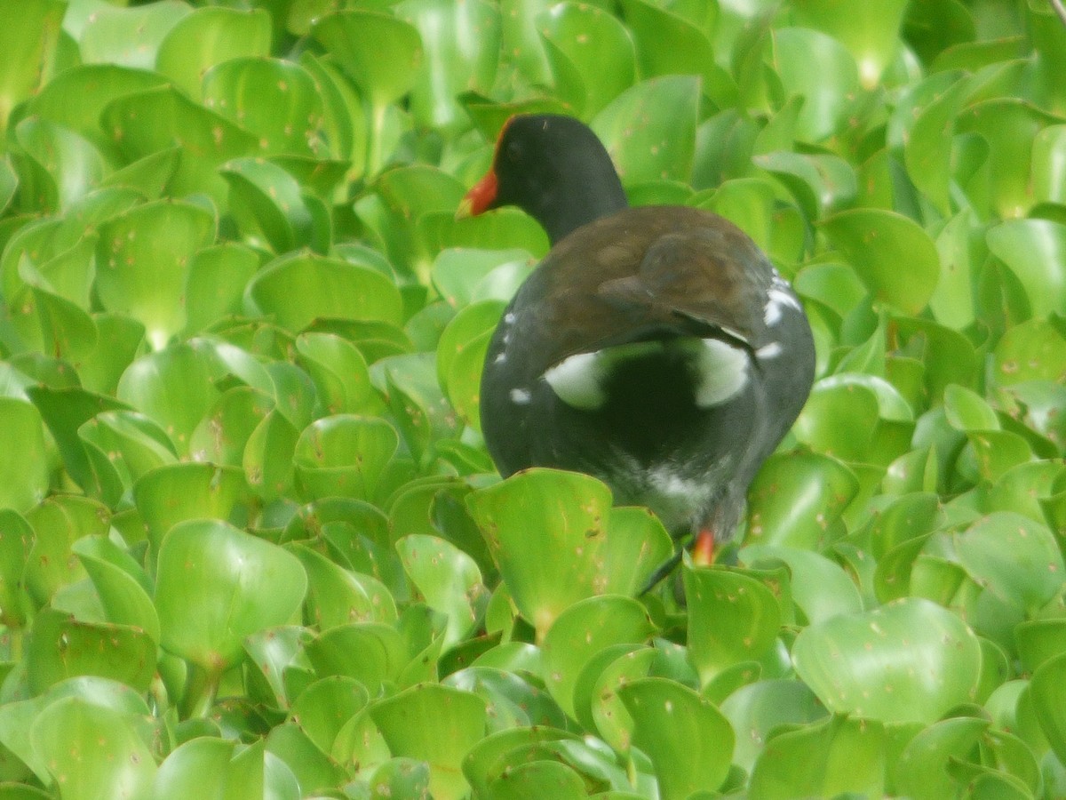 Gallinule d'Amérique - ML646080885