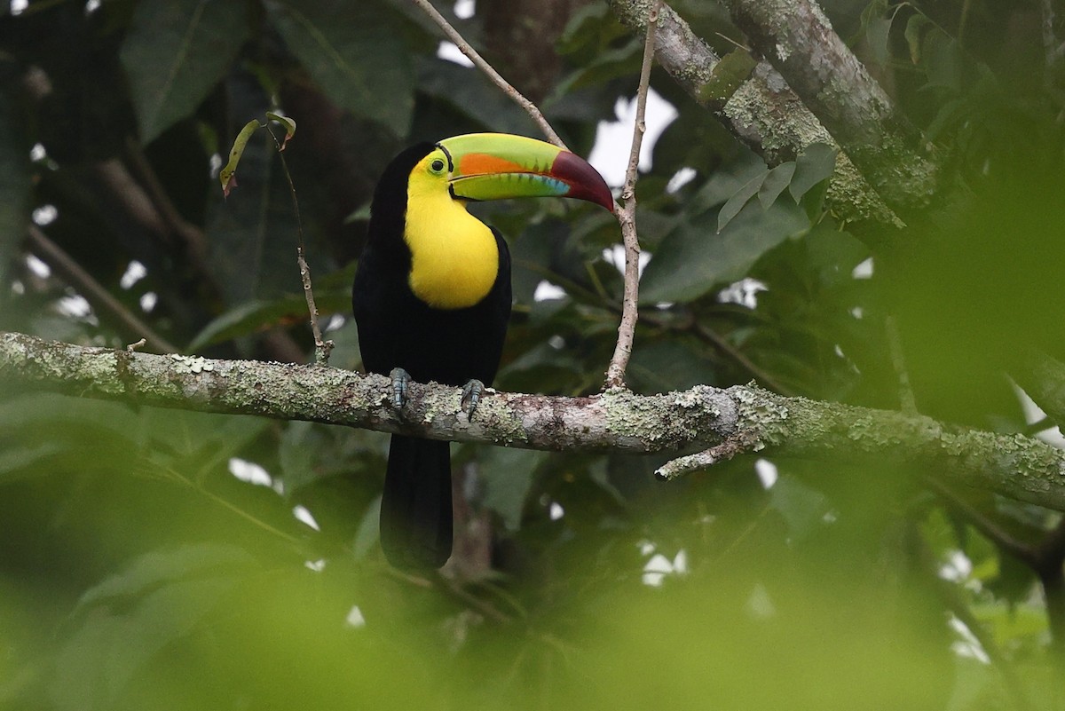 Keel-billed Toucan - ML646080887