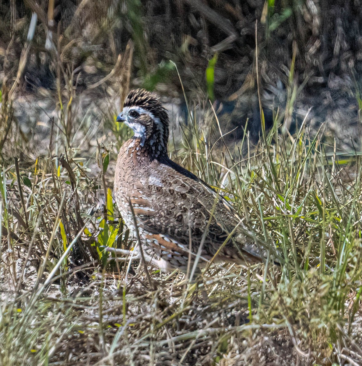 Northern Bobwhite - ML646080888