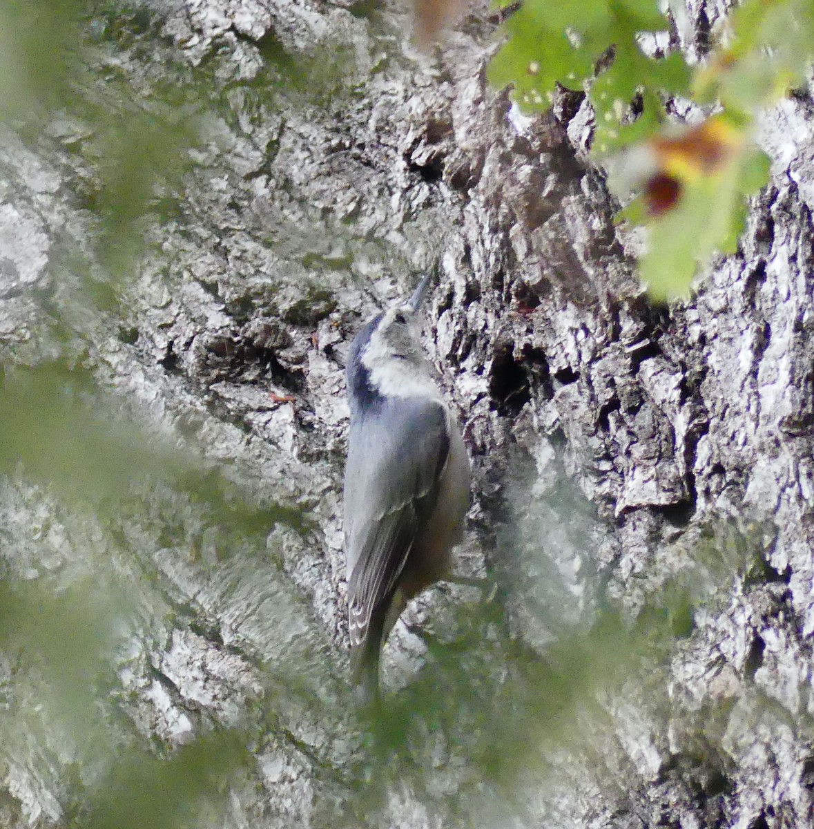 White-breasted Nuthatch - ML646080896