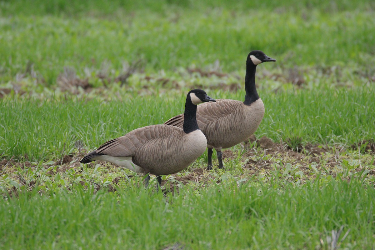 ברנטה קנדית - ML646080897