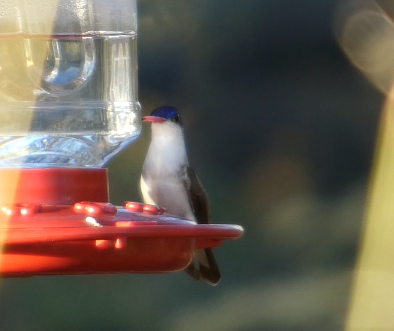 Violet-crowned Hummingbird - ML646080899