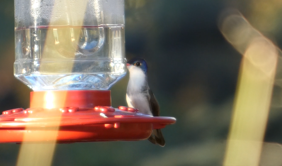 Violet-crowned Hummingbird - ML646080900