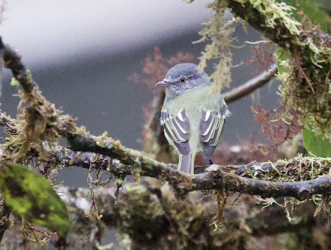 Sooty-headed Tyrannulet - ML646080901