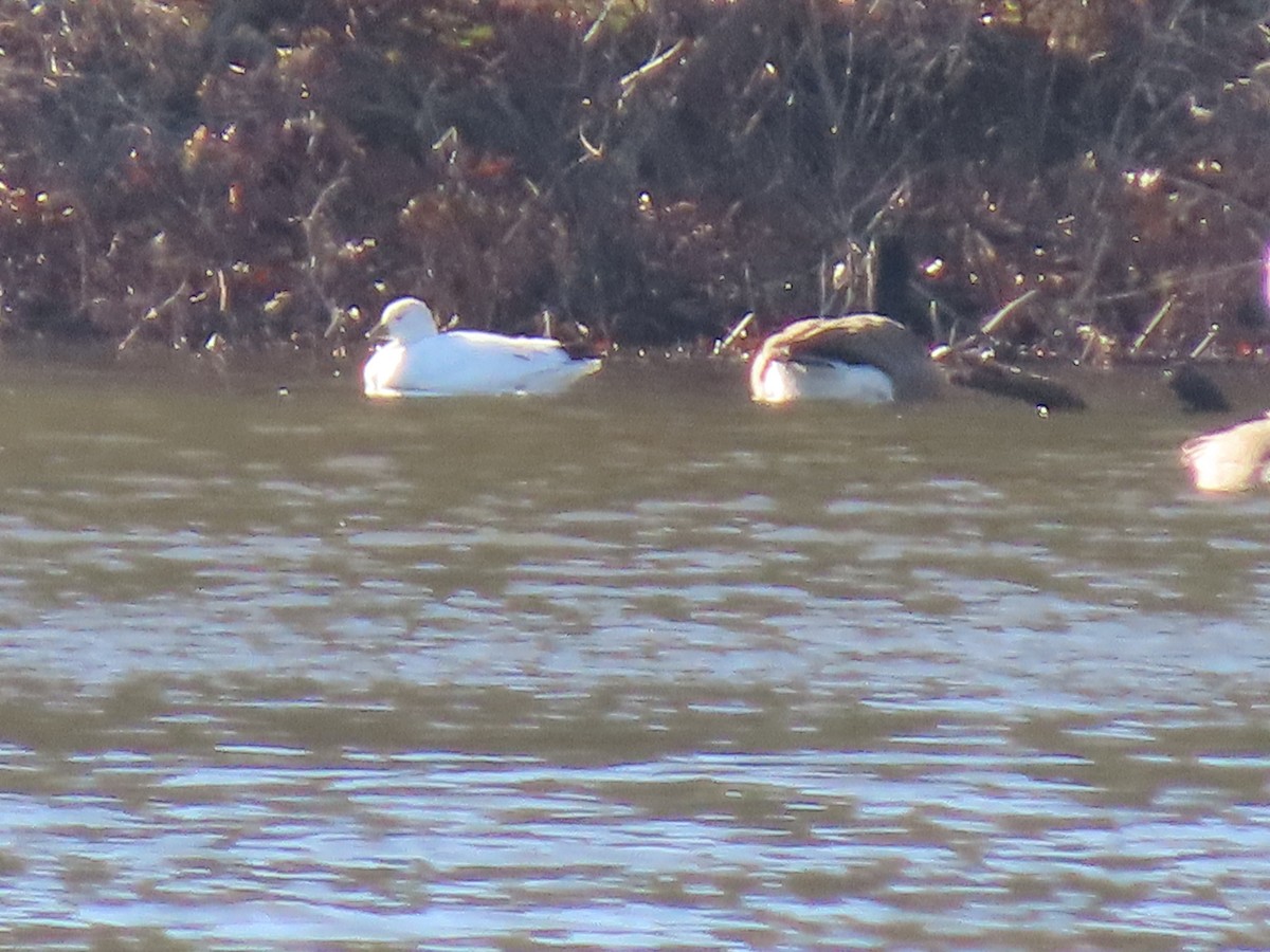 Ross's Goose - ML646080906