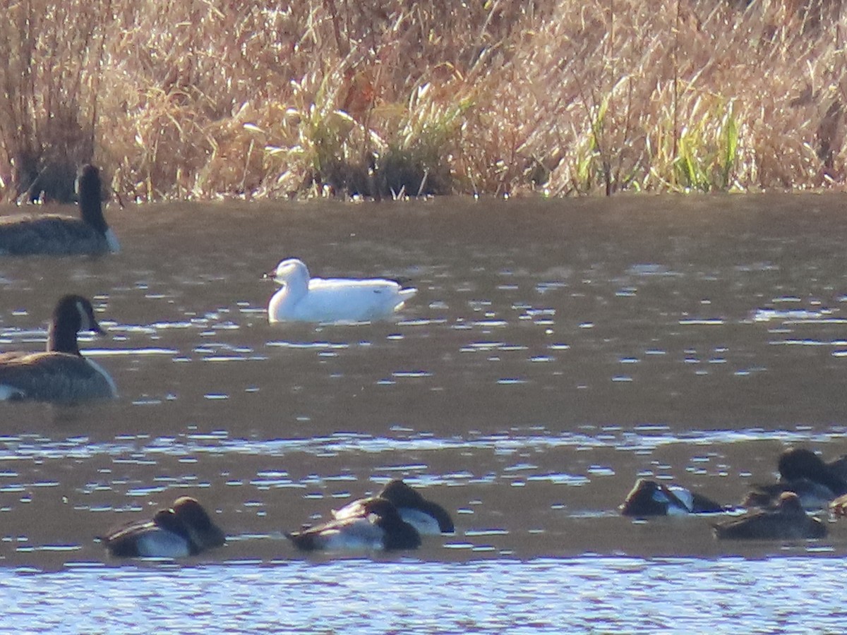 Ross's Goose - ML646080907