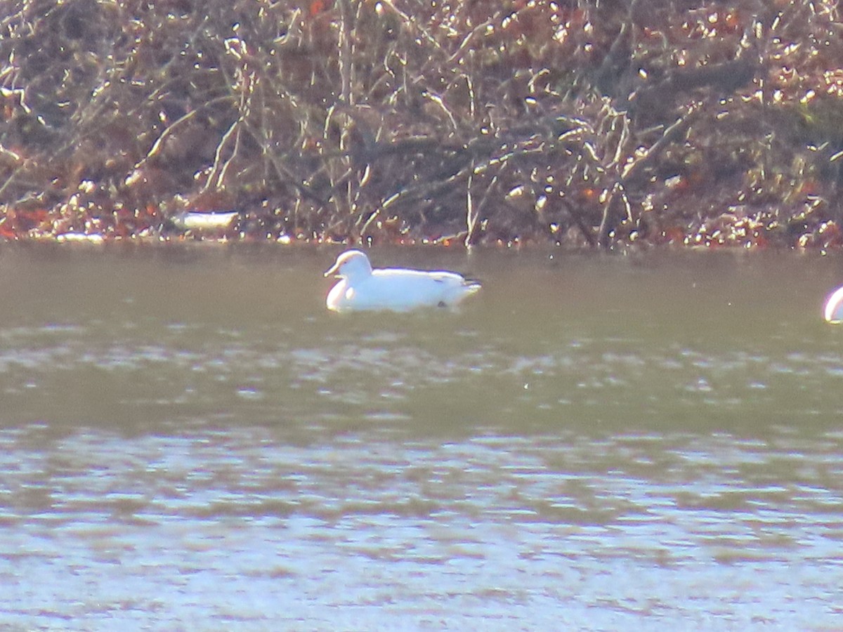 Ross's Goose - ML646080908