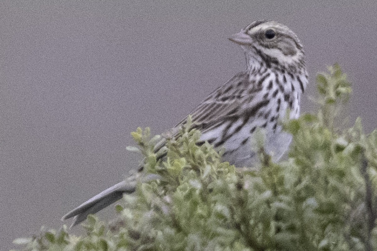 Саванная овсянка [группа sandwichensis] - ML646080911