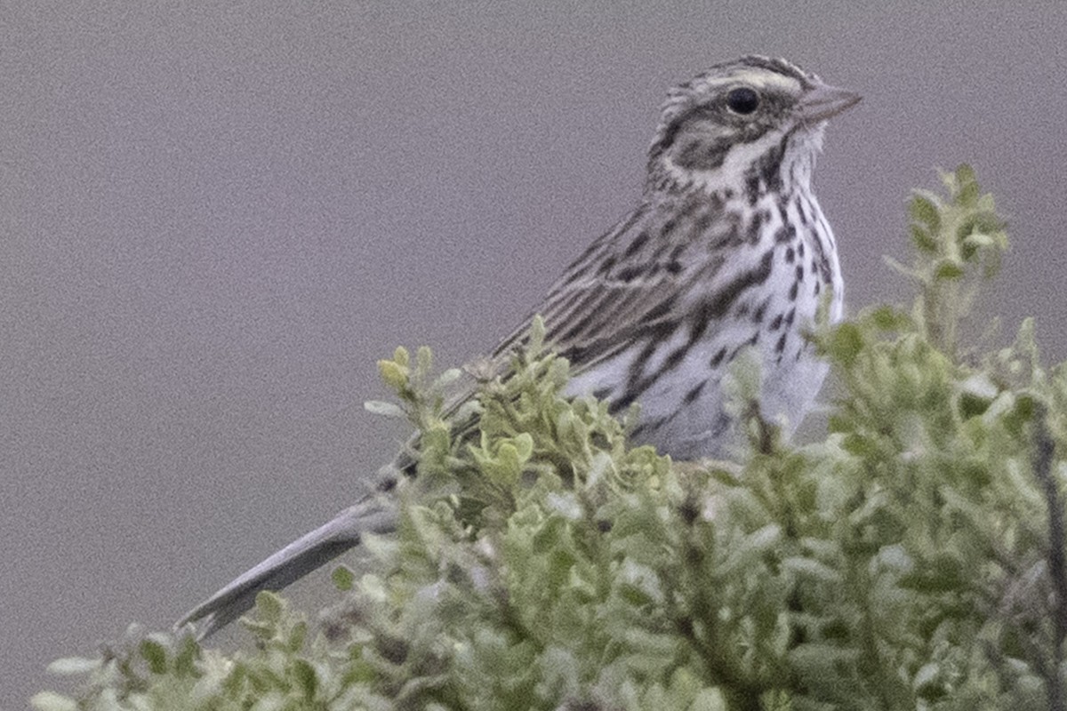 Саванная овсянка [группа sandwichensis] - ML646080916