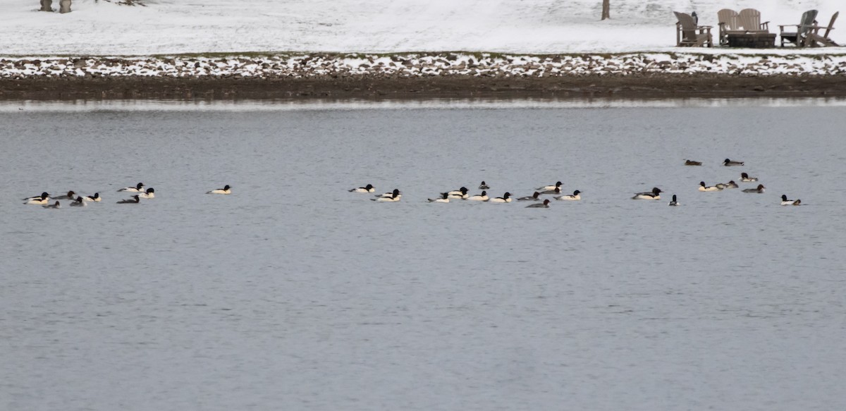 Common Merganser - ML646080917