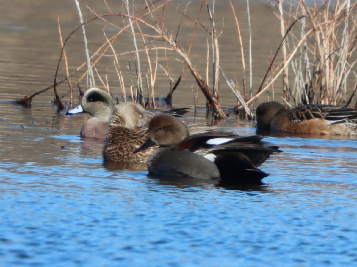 Серая утка - ML646080918