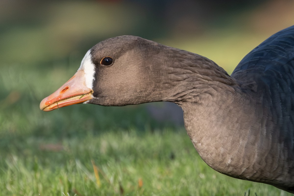 Манхин галуу - ML646080920