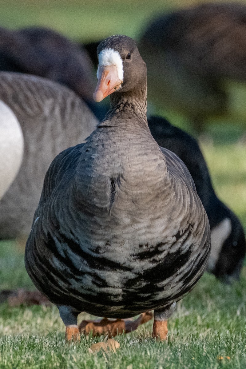 Манхин галуу - ML646080921