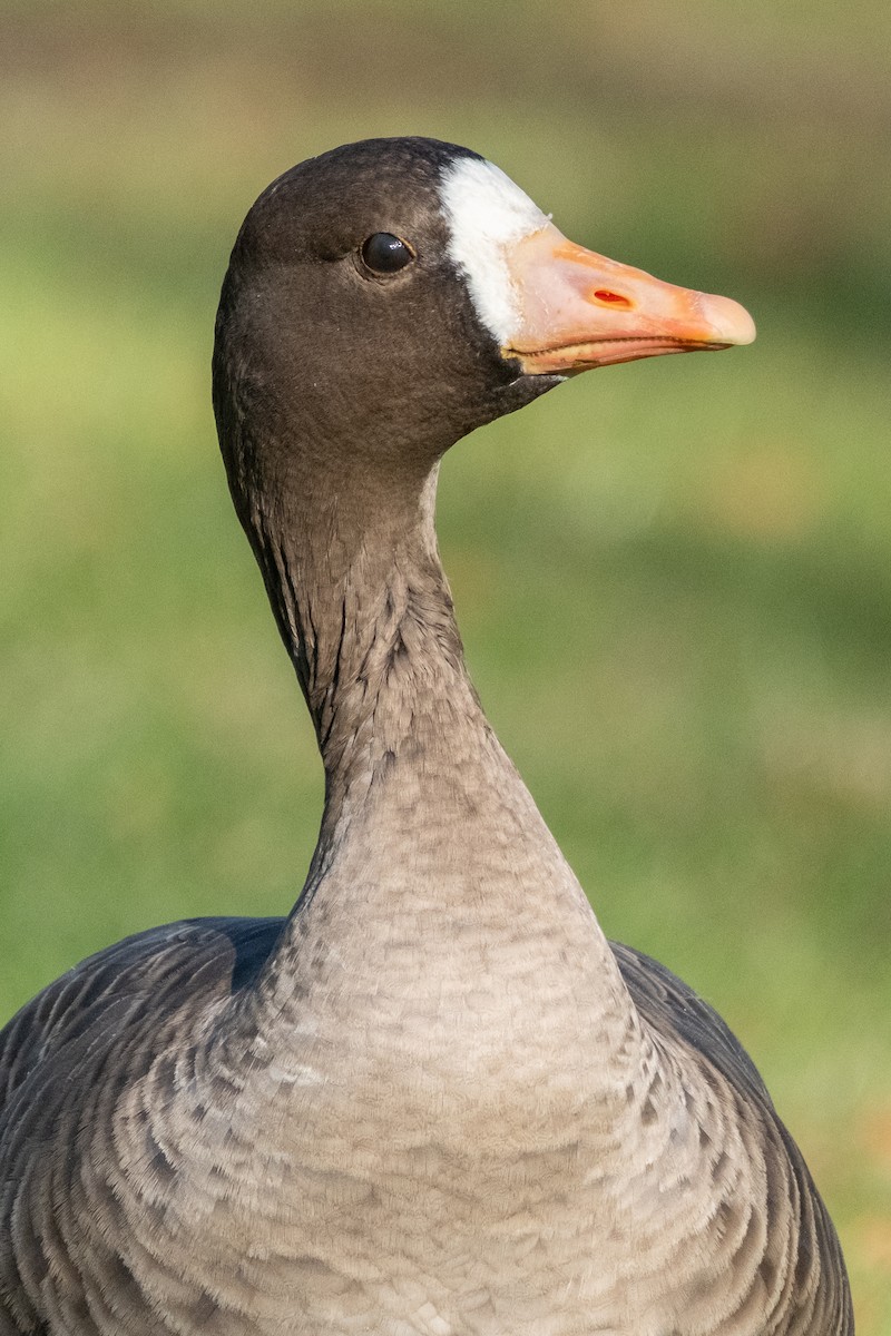 Манхин галуу - ML646080922