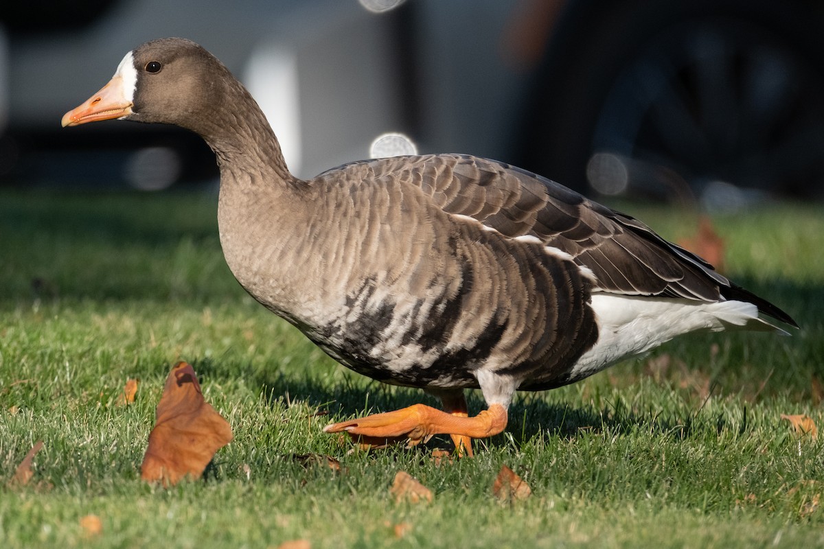 Манхин галуу - ML646080923