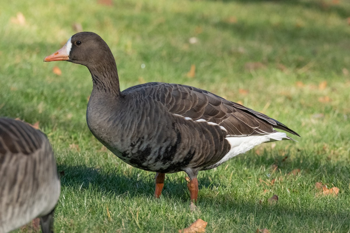 Манхин галуу - ML646080924