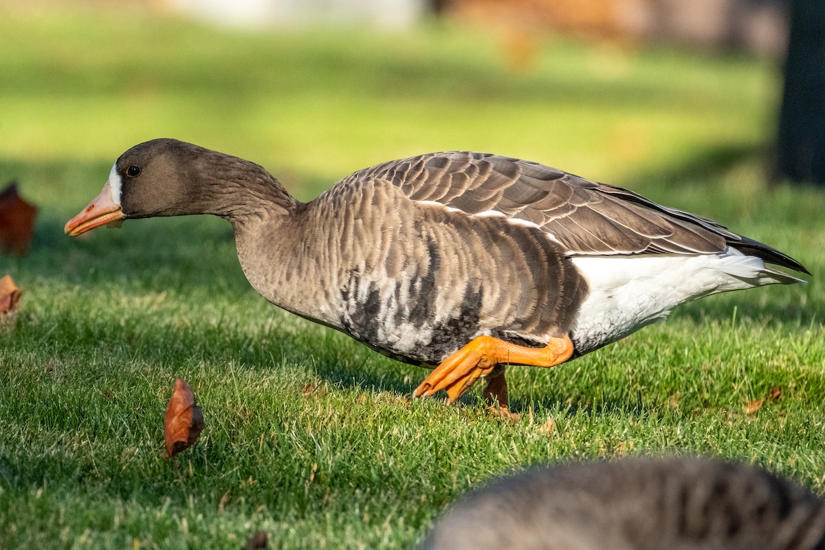 Манхин галуу - ML646080925