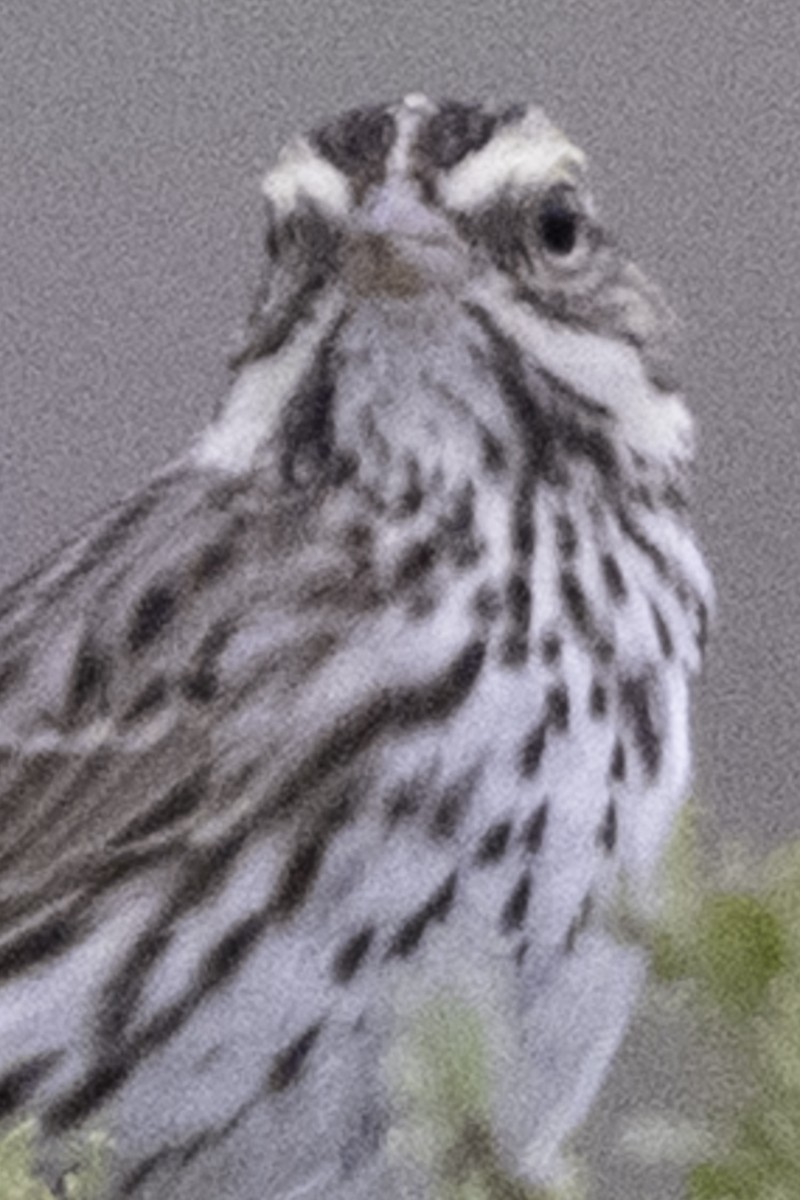 Саванная овсянка [группа sandwichensis] - ML646080929