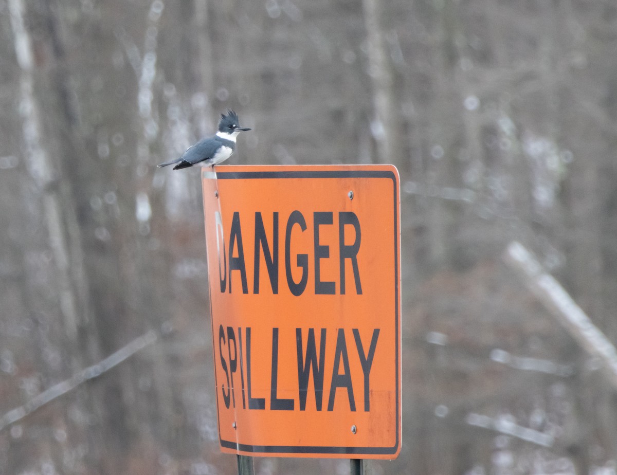Belted Kingfisher - ML646080932