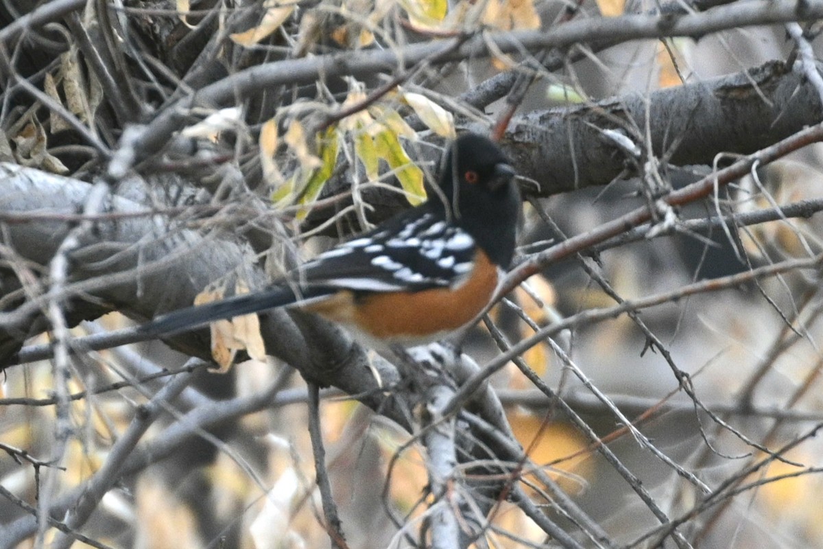 Spotted Towhee - ML646080934