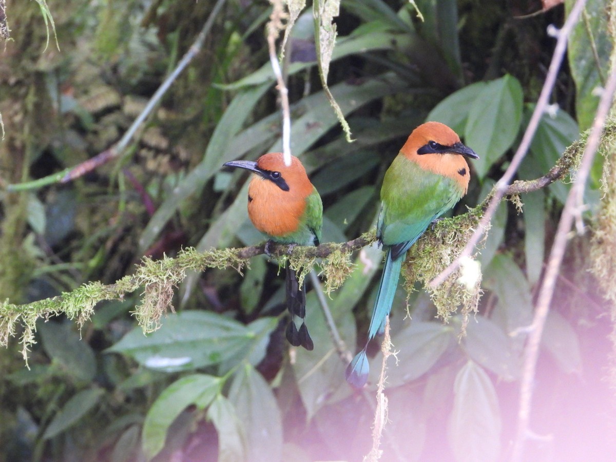 Rufous Motmot - ML646080935