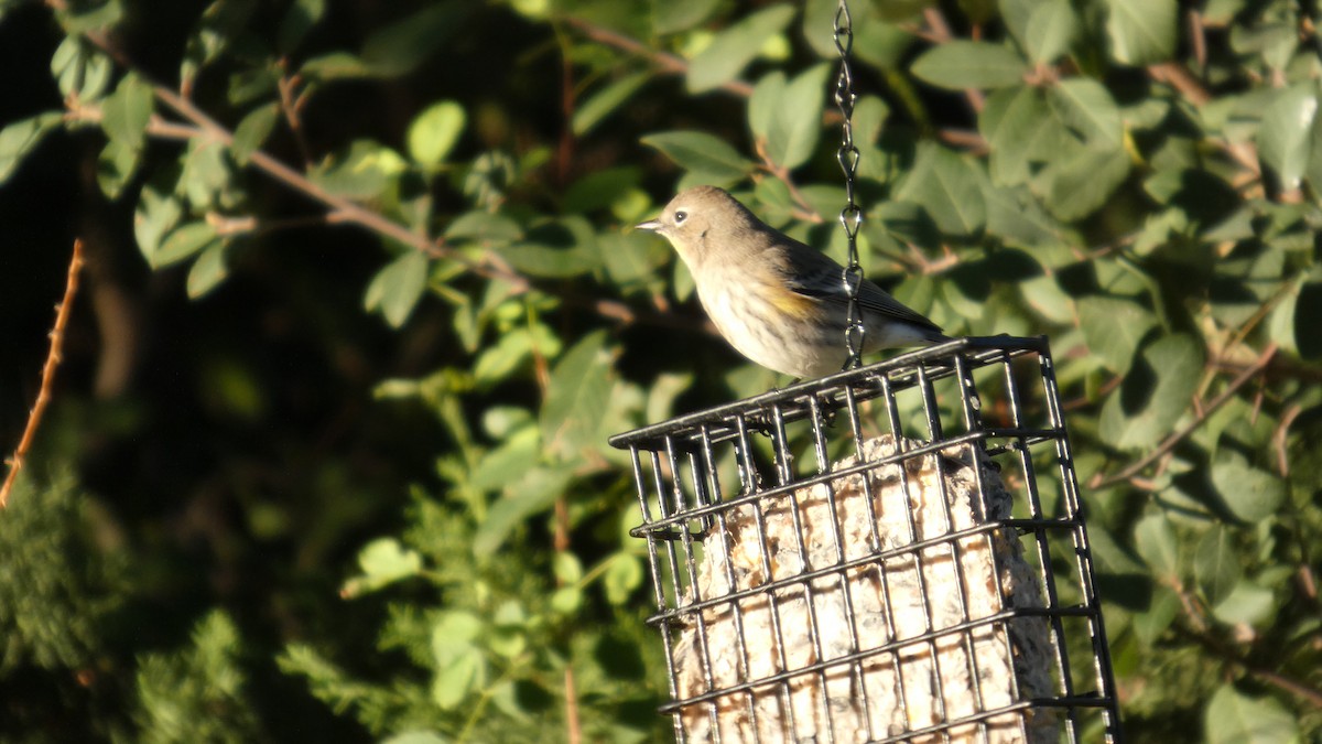 Yellow-rumped Warbler - ML646080936