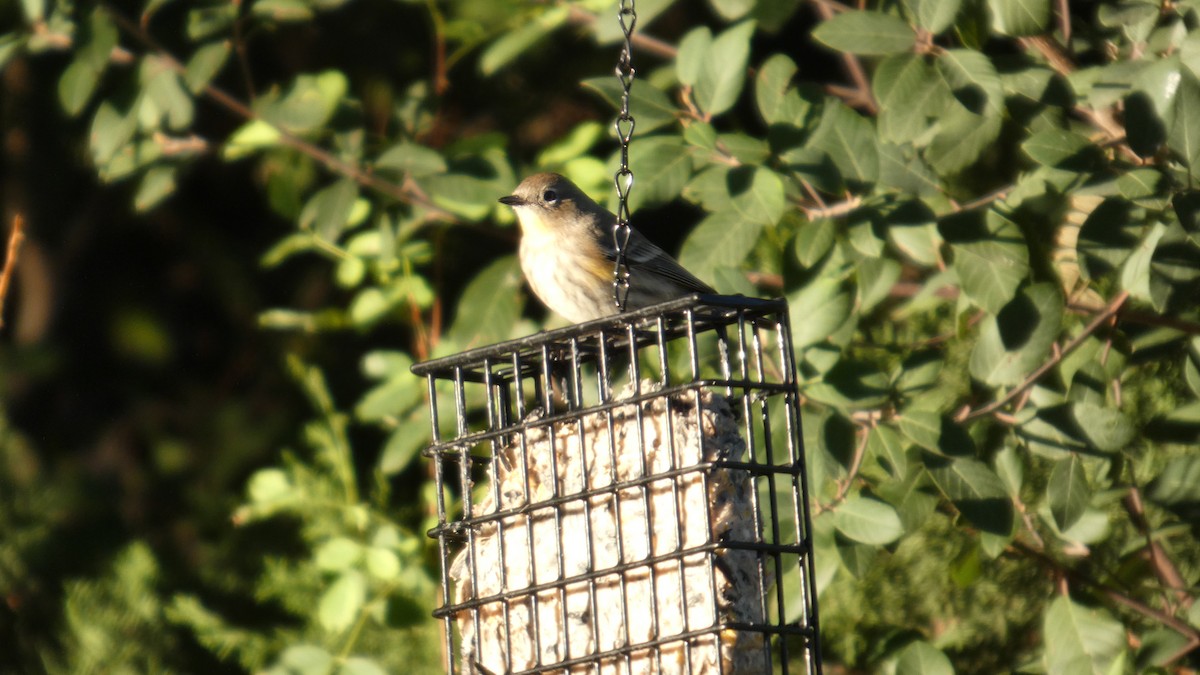 Yellow-rumped Warbler - ML646080937