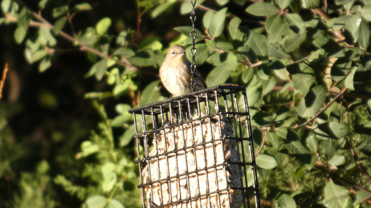 Yellow-rumped Warbler - ML646080938