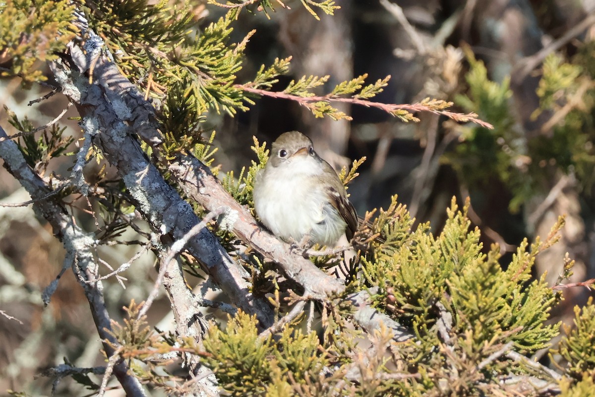 Least Flycatcher - ML646080940