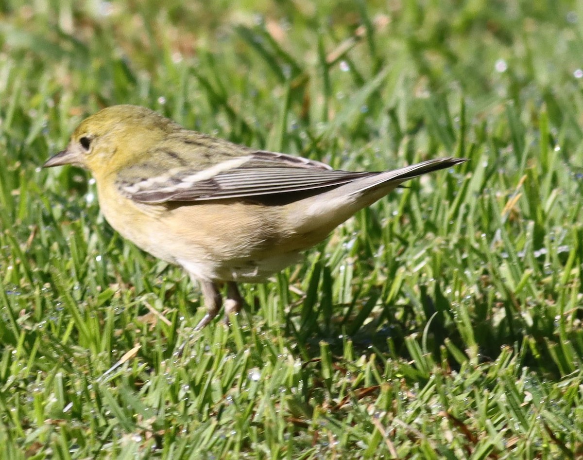 Bay-breasted Warbler - ML646080941