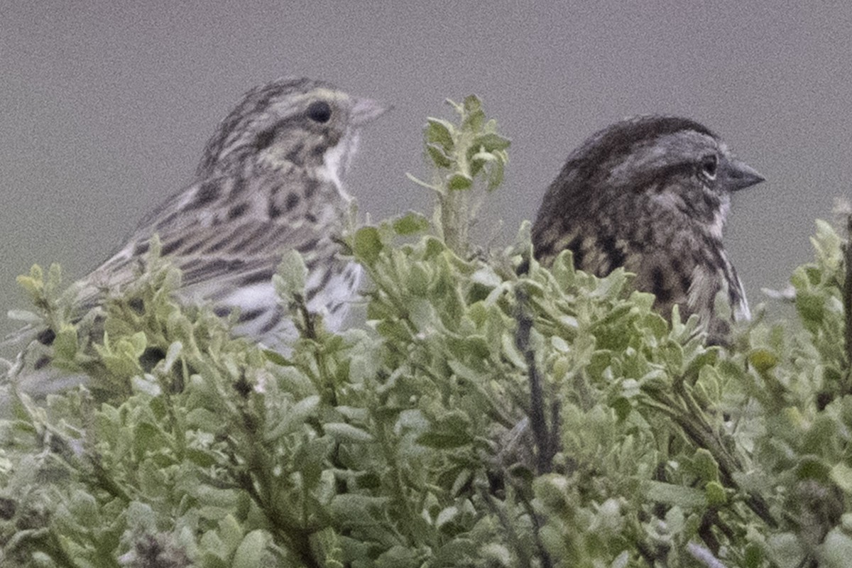 Саванная овсянка [группа sandwichensis] - ML646080945