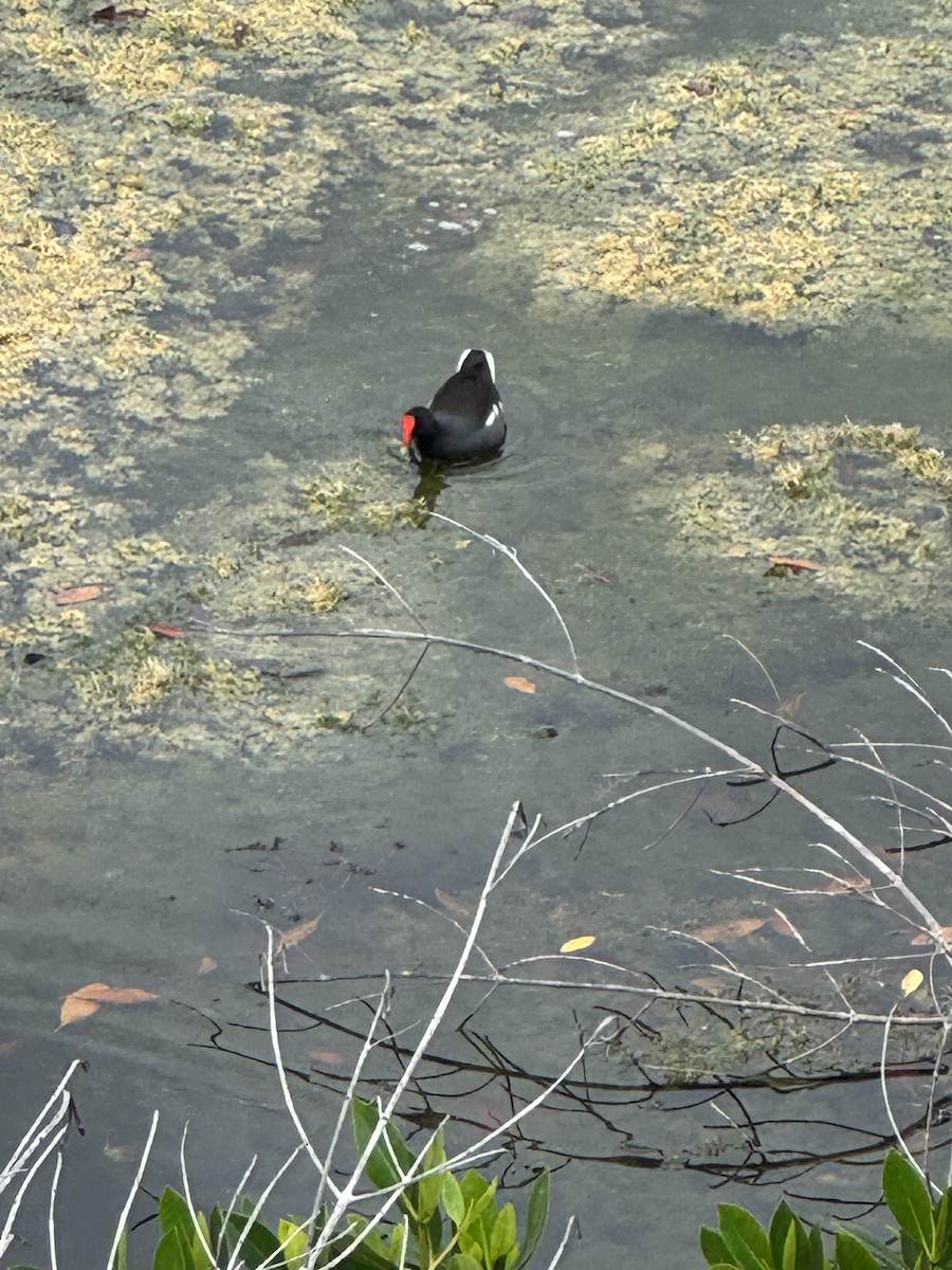 Gallinule d'Amérique - ML646080948