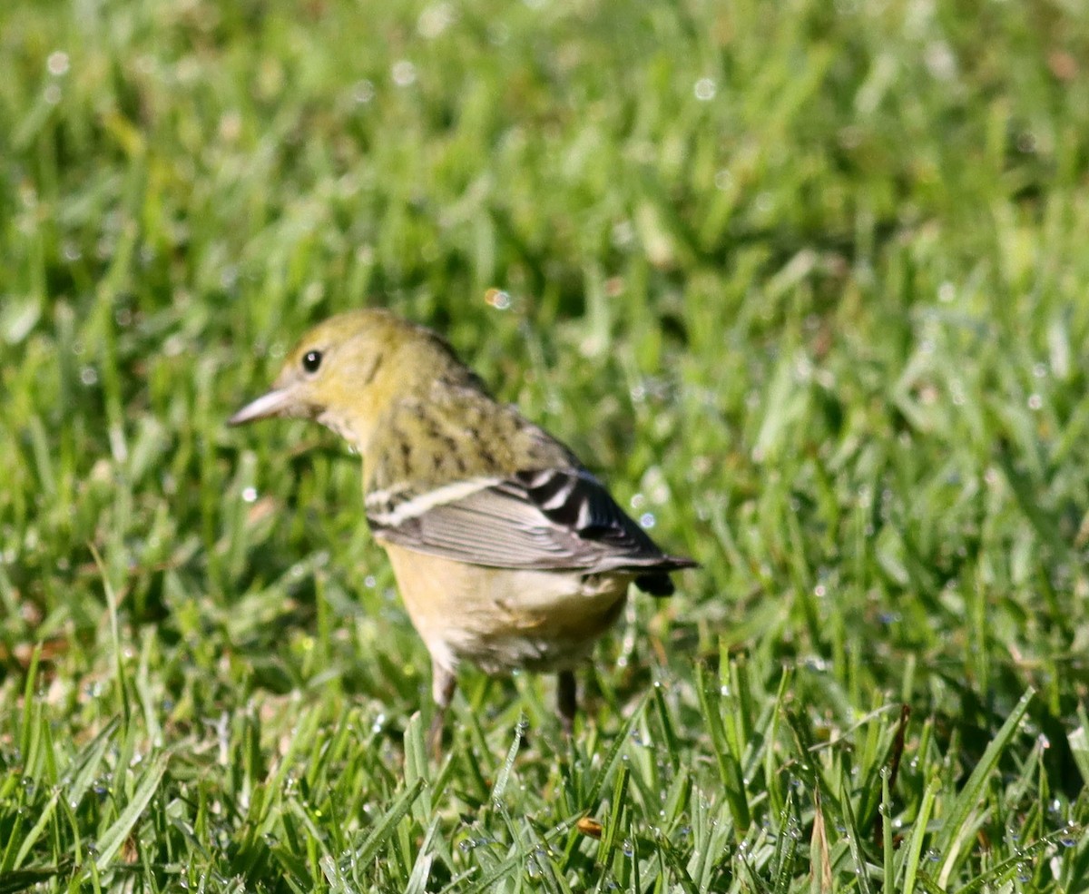 Bay-breasted Warbler - ML646080953