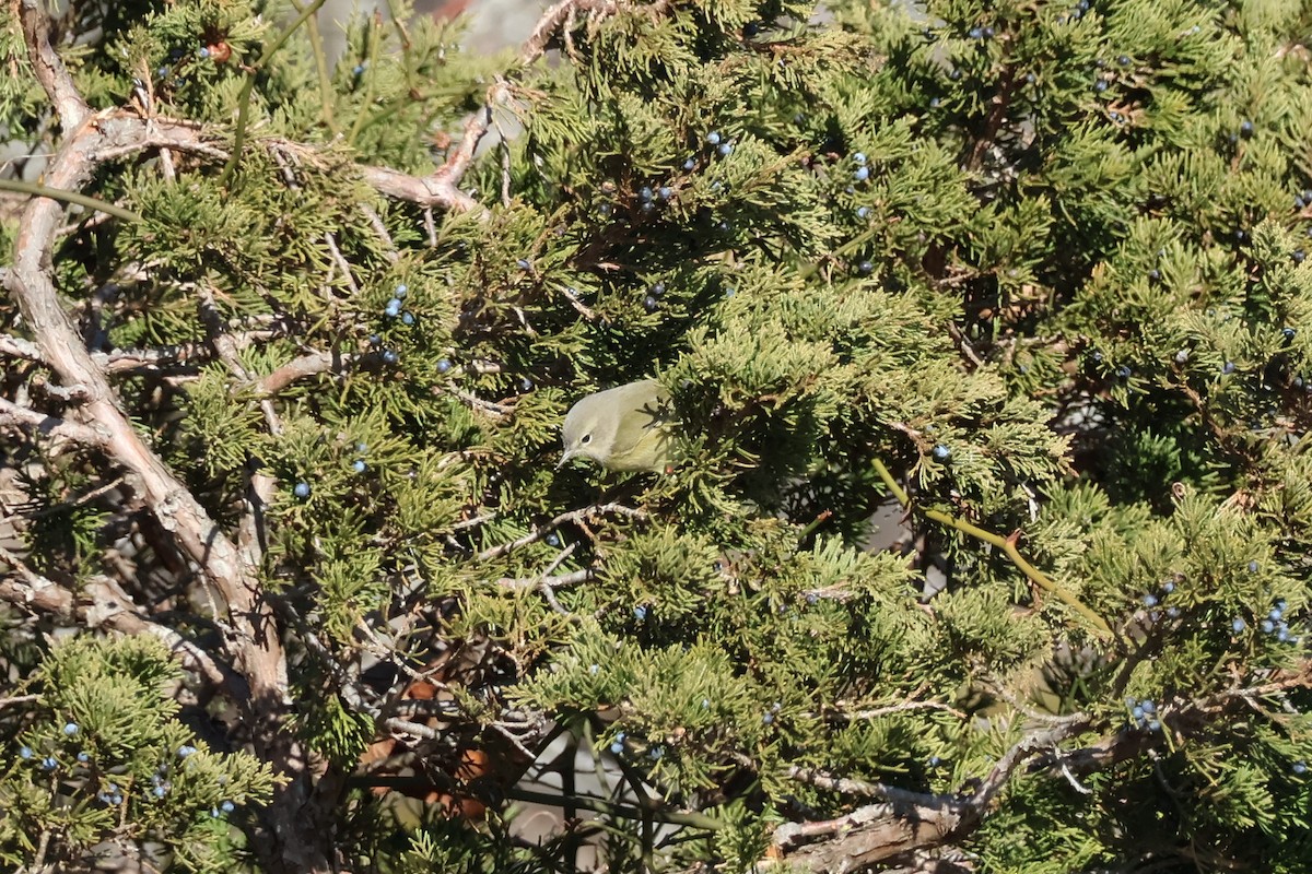 Turuncu Taçlı Ötleğen - ML646080954