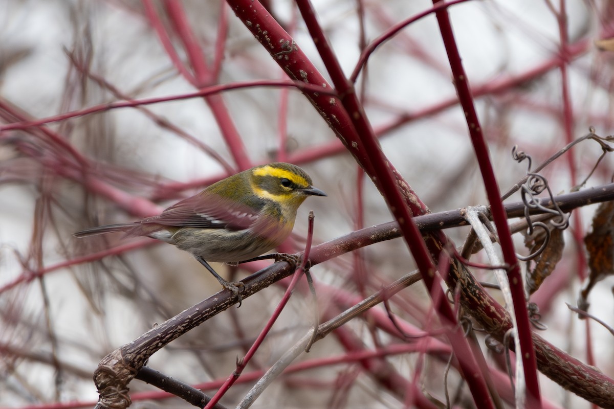 Townsend's Warbler - ML646080955