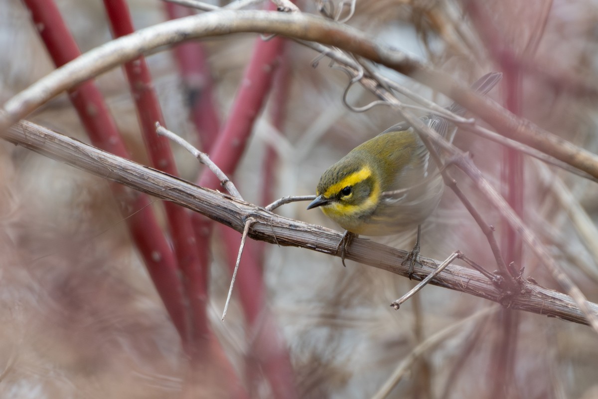Townsend's Warbler - ML646080956