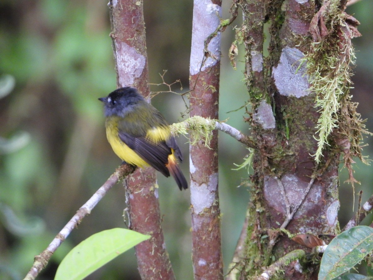 Ornate Flycatcher - ML646080962