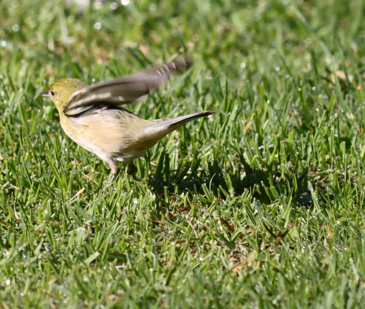 Bay-breasted Warbler - ML646080969