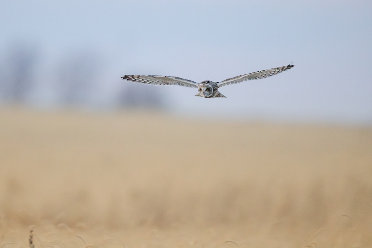 Short-eared Owl - ML646080979