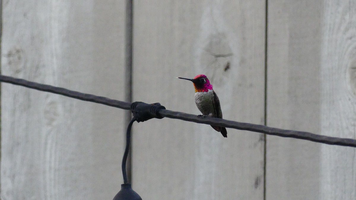 Anna's Hummingbird - ML646080991