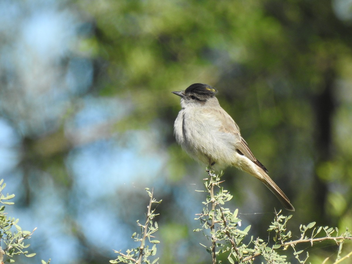 Crowned Slaty Flycatcher - ML646080996