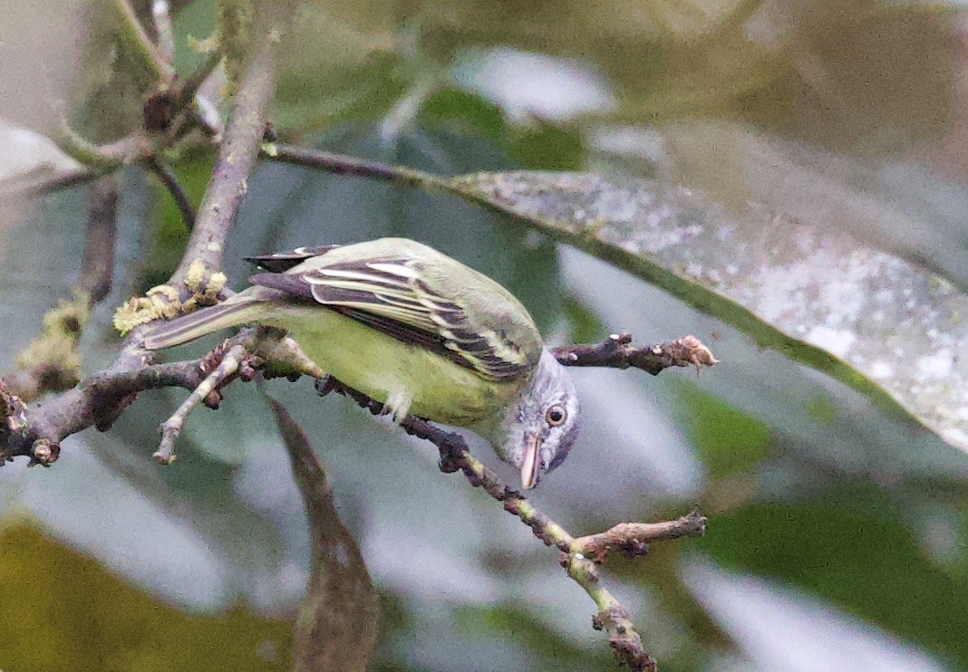 Sooty-headed Tyrannulet - ML646081003