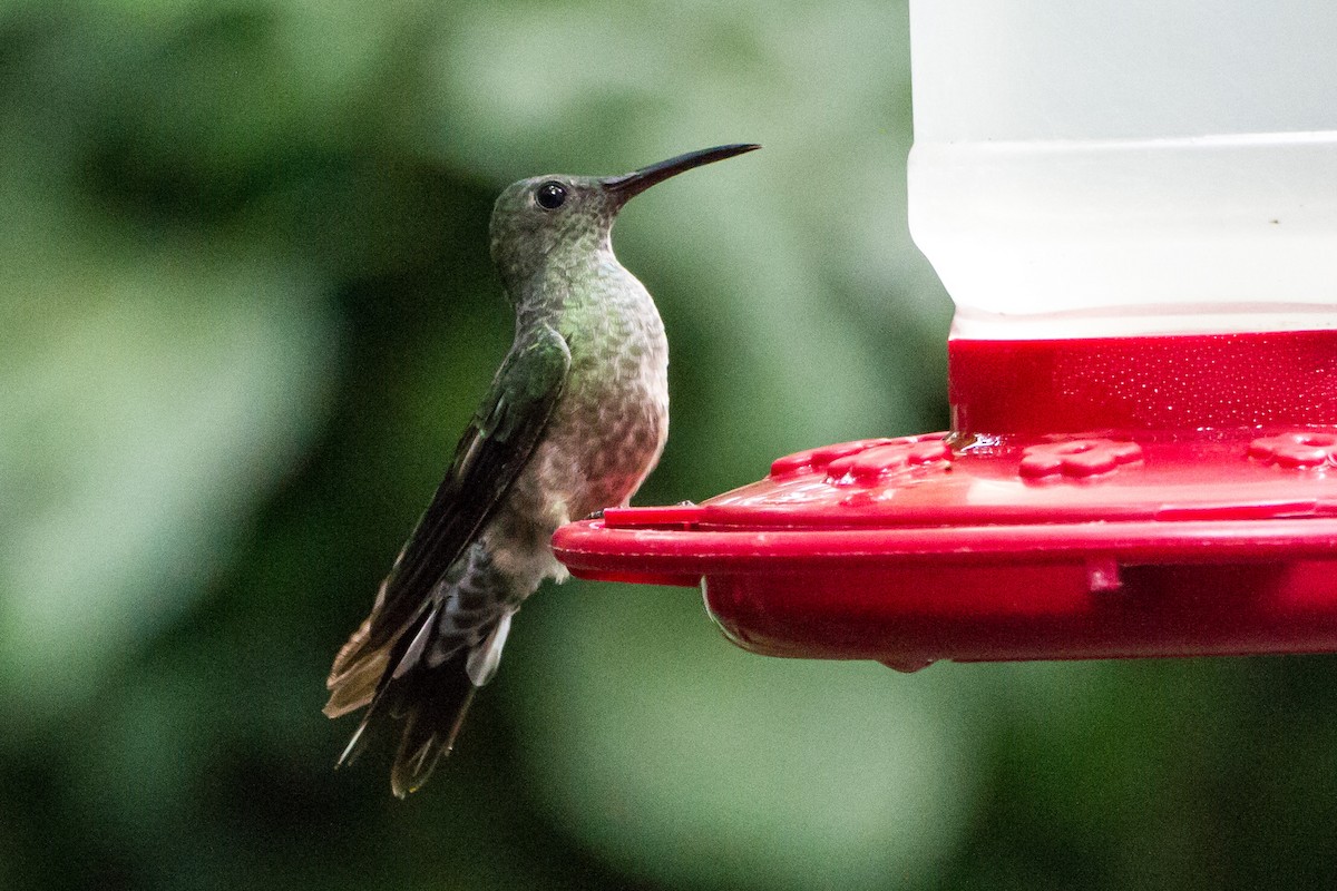 Scaly-breasted Hummingbird - ML646081004