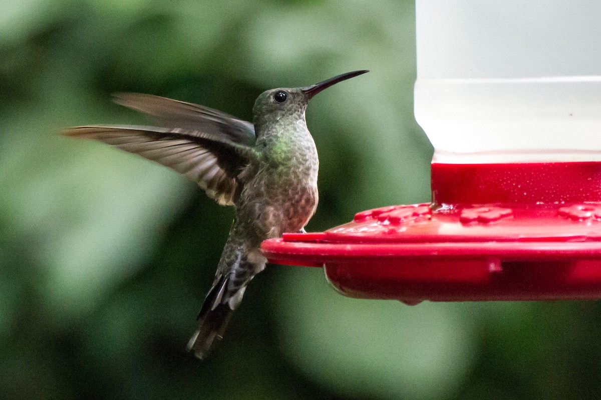 Scaly-breasted Hummingbird - ML646081005